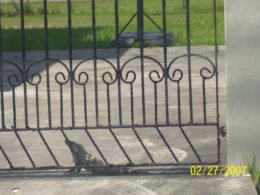 Iguana in Belize