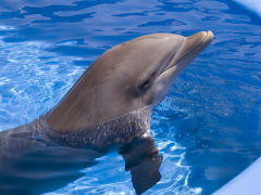 Dolphin, Busch Gardens, Tampa